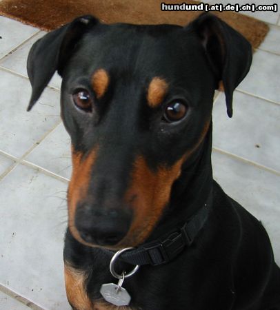Deutscher Pinscher Hunde Foto 21420 in höherer Auflösung ansehen Deutscher Pinscher Florian am 10.08.2004 (11 Monate) Kopfstudie