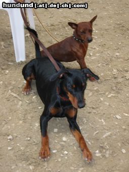 Deutscher Pinscher Hunde Foto 16734 in höherer Auflösung ansehen Deutscher Pinscher Tyson und Leroy