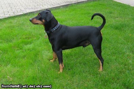 Deutscher Pinscher Hunde Foto 45114 Deutscher Pinscher Mad Max Lucca von der Rheinebene