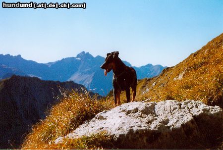 Deutscher Pinscher Hunde Foto 16462 Deutscher Pinscher Dinka von der Hasenburg (Wanderung rund um das Nebelhorn im Oktober 2004)
