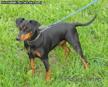 Deutscher Pinscher Die ersten Deutsche Pinscher Welpen in Slowenien (M: Haller Brina - V: Enzo vom Awarenring)