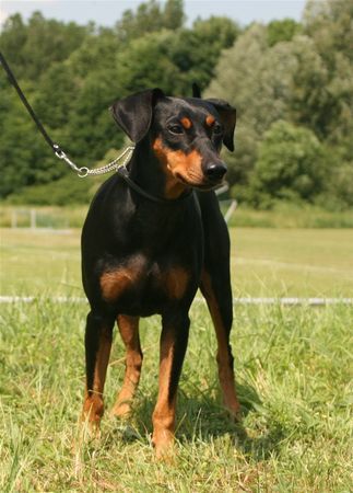 Deutscher Pinscher Hunde Foto 42351 Deutscher Pinscher Duffyco's Ophelia (Haller Deutsche Pinscher)