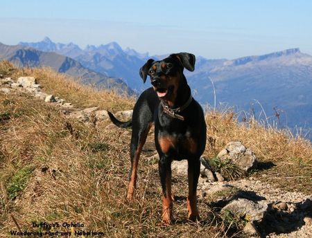 Deutscher Pinscher Hunde Foto 39921 Deutscher Pinscher Ophelia und die Berge (Haller Deutsche Pinscher)