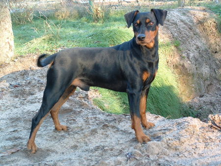 Deutscher Pinscher Hunde Foto 28840 Deutscher Pinscher unser Pinscher Eyk vom Klosterfels