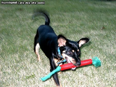 Deutscher Pinscher Hunde Foto 17411 in höherer Auflösung ansehen Deutscher Pinscher