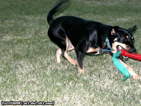 Deutscher Pinscher Hunde Foto 17412 in höherer Auflösung ansehen Deutscher Pinscher