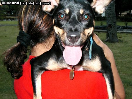 Deutscher Pinscher Hunde Foto 17413 in höherer Auflösung ansehen Deutscher Pinscher Térie