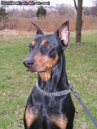 Deutscher Pinscher Hunde Foto 10292 Deutscher Pinscher GRASANT Galant http://www.pinczer.w.pl