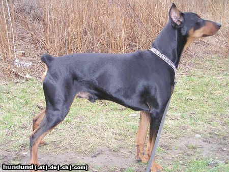Deutscher Pinscher Hunde Foto 10296 Deutscher Pinscher GRASANT Galant http://www.pinczer.w.pl