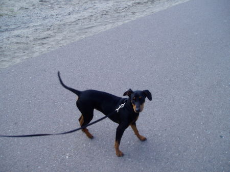 Deutscher Pinscher Hunde Foto 40819 in höherer Auflösung ansehen Deutscher Pinscher Brenda am Meer