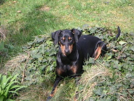 Deutscher Pinscher Sonnen ist doch das schönste ....