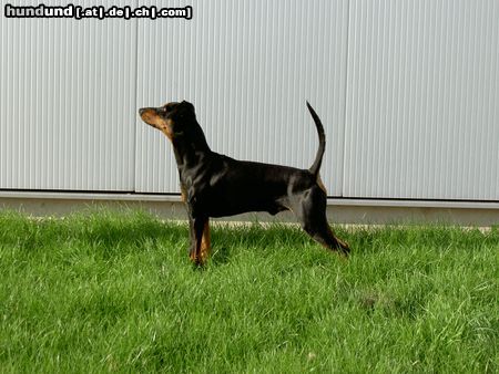 Deutscher Pinscher Hunde Foto 15555 in höherer Auflösung ansehen Deutscher Pinscher Watson vom Robinienhof
