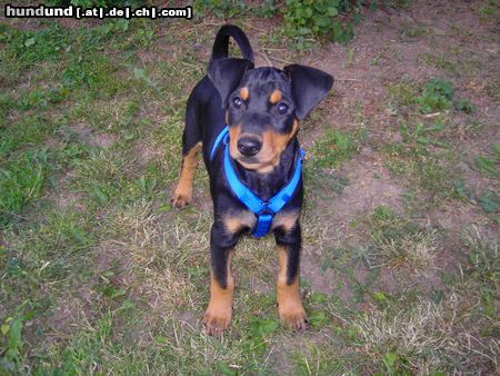 Deutscher Pinscher Hunde Foto 22550 in höherer Auflösung ansehen Deutscher Pinscher unser Joda