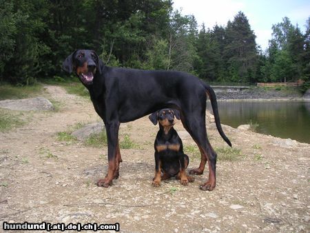 Deutscher Pinscher Hunde Foto 12066 Deutscher Pinscher Ikarus & Leon