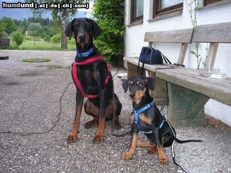 Deutscher Pinscher Ikarus & Leon