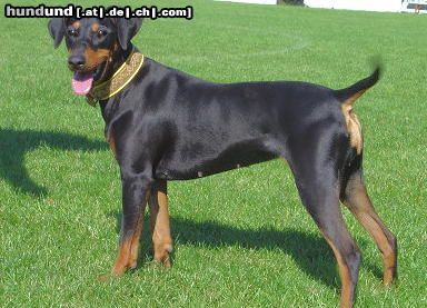 Deutscher Pinscher Brisca v. Asbachtal