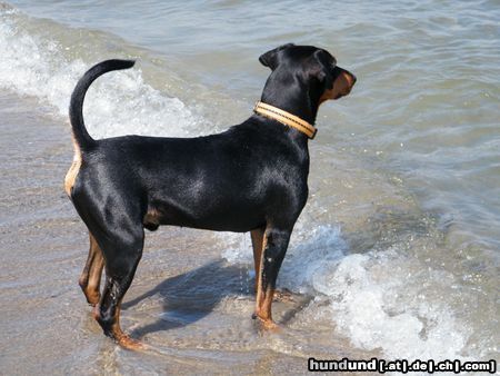 Deutscher Pinscher Ein schöner Niederrheiner