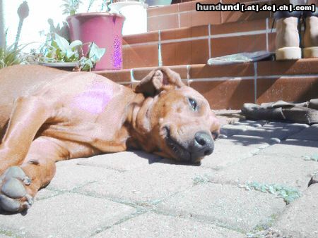 Deutscher Pinscher Hunde Foto 15202 Deutscher Pinscher meine maus mit lila fell ;-)