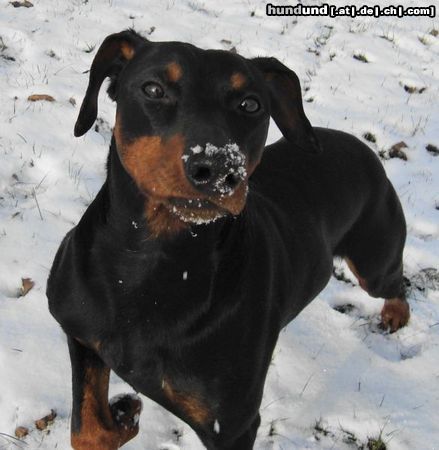 Deutscher Pinscher Hunde Foto 45466 Deutscher Pinscher Haller Barnabas