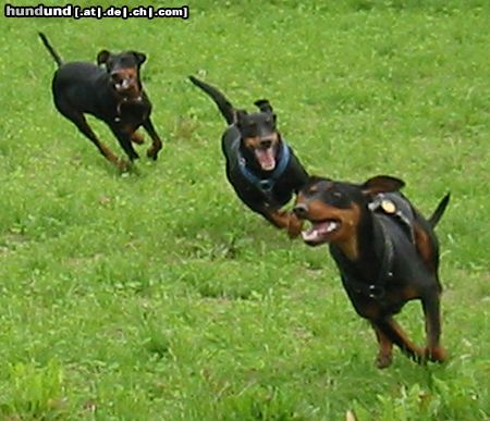 Deutscher Pinscher Hunde Foto 16732 in höherer Auflösung ansehen Deutscher Pinscher tyson mit freunde 2