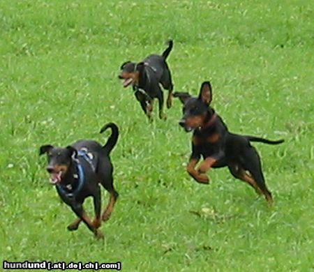 Deutscher Pinscher Hunde Foto 16731 in höherer Auflösung ansehen Deutscher Pinscher tyson mit Freunde