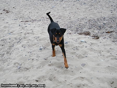 Deutscher Pinscher Hunde Foto 46027 Deutscher Pinscher Ein schöner Niederrheiner