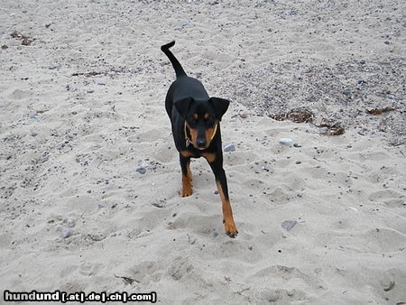 Deutscher Pinscher Ein schöner Niederrheiner