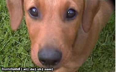 Deutscher Pinscher Hunde Foto 16132 Deutscher Pinscher Welpe von