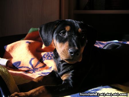 Deutscher Pinscher Hunde Foto 11234 Deutscher Pinscher