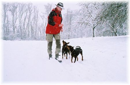 Deutscher Pinscher Hunde Foto 40766 Deutscher Pinscher Schnee-stürmige Zeiten (Haller Deutsche Pinscher)