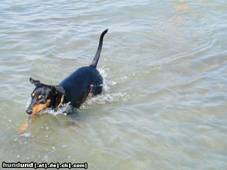 Deutscher Pinscher Ein schöner Niederrheiner