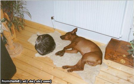 Deutscher Pinscher Hunde Foto 4114 Deutscher Pinscher Da hier noch keitn Bild eines roten Pinschers vorhanden ist: Hier unser Scotty, wie man sieht ein Katzenfreund
