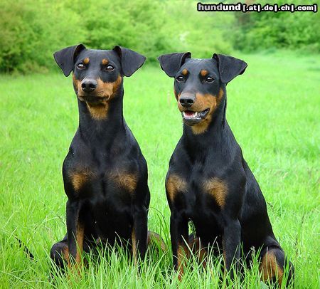 Deutscher Pinscher Hunde Foto 14417 Deutscher Pinscher Shila (Fame vom Dörnle) mit Angel (Angie v.d. Keltenschanze