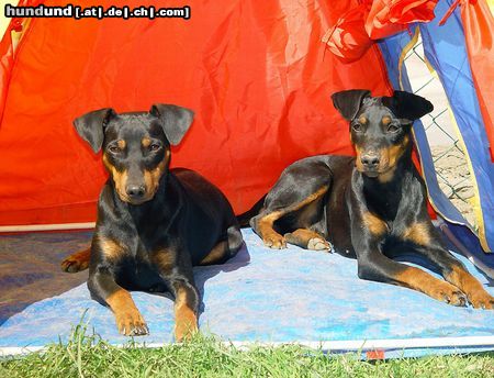 Deutscher Pinscher Hunde Foto 14418 Deutscher Pinscher Shila (Fame vom Dörnle) mit Angel (Angie v.d. Keltenschanze