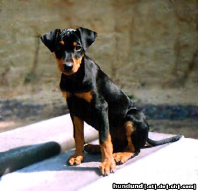 Deutscher Pinscher Hunde Foto 8193 Deutscher Pinscher Fame vom Dörnle mit 10 Wochen
