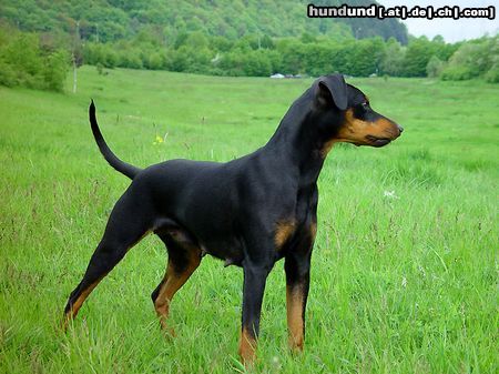 Deutscher Pinscher Hunde Foto 14416 Deutscher Pinscher Shila (Fame vom Dörnle)