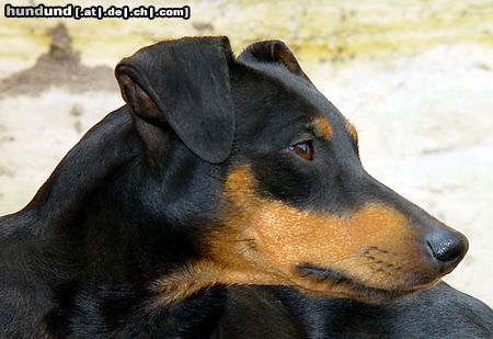 Deutscher Pinscher Hunde Foto 14423 Deutscher Pinscher Shila (Fame vom Dörnle)