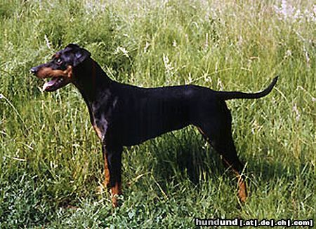 Deutscher Pinscher Hunde Foto 8194 Deutscher Pinscher Fame vom Dörnle mit 15 Monaten
