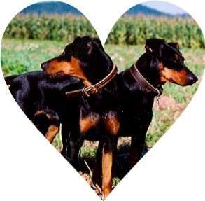 Deutscher Pinscher Hunde Foto 27159 Deutscher Pinscher