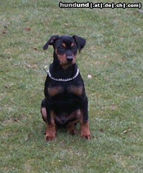 Deutscher Pinscher Hunde Foto 7625 Deutscher Pinscher 11 Wochen alter Welpe