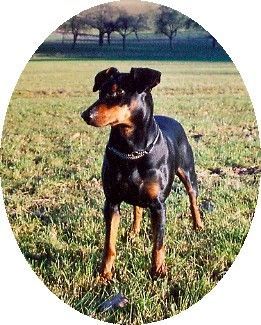 Deutscher Pinscher Hunde Foto 27457 Deutscher Pinscher Dinka von der Hasenburg