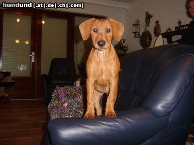 Deutscher Pinscher Hunde Foto 26518 in höherer Auflösung ansehen Deutscher Pinscher eMeneMs Miss Kira, Welpe Rot