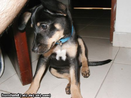 Deutscher Pinscher süß!!