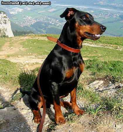 Deutscher Pinscher Hunde Foto 16730 in höherer Auflösung ansehen Deutscher Pinscher tyson vom Wachhög