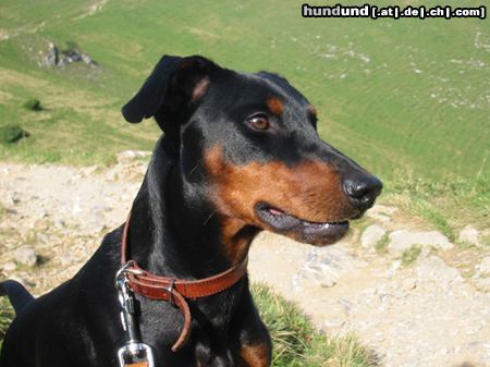 Deutscher Pinscher Hunde Foto 16728 in höherer Auflösung ansehen Deutscher Pinscher tyson vom Wachhög