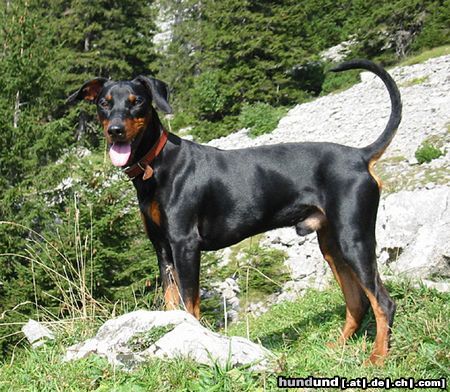 Deutscher Pinscher Hunde Foto 16727 in höherer Auflösung ansehen Deutscher Pinscher tyson vom Wachhög