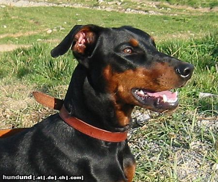 Deutscher Pinscher Hunde Foto 16726 in höherer Auflösung ansehen Deutscher Pinscher tyson vom Wachhög
