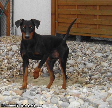 Deutscher Pinscher Hunde Foto 45298 in höherer Auflösung ansehen Deutscher Pinscher Haller Barnabas