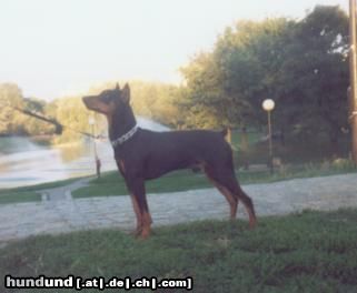 Deutscher Pinscher Hunde Foto 10363 Deutscher Pinscher TOKYO de la Capelliere