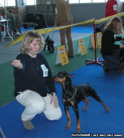 Deutscher Pinscher Hunde Foto 10364 Deutscher Pinscher TOKYO de la Capelliere